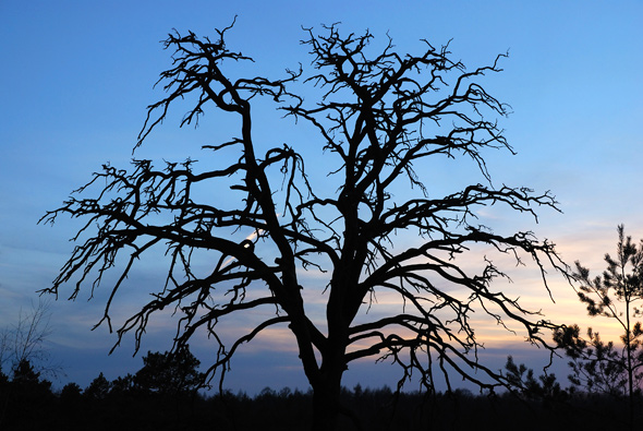 Uschlý strom nad bludištěm v Kokořínsku